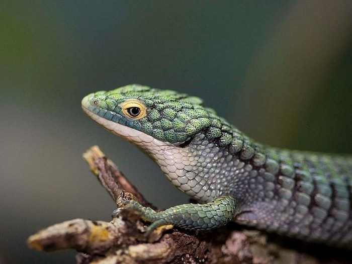 1280x960 desktop wallpaper for lizard - Coolwallpapers.me!