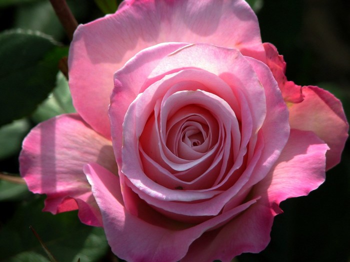 Cool Roses Photography 1400x1050 Cool rose - Coolwallpapers.me!