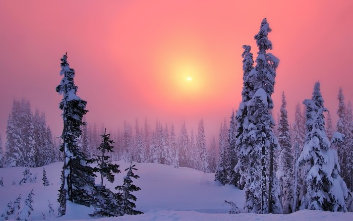 winter snow trees forest sun sunset sky landscape nature wallpaper ...