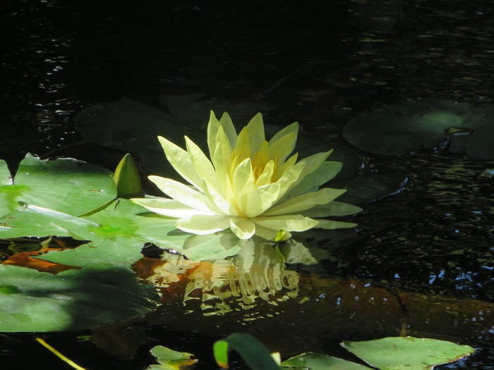 water lilies lotus flowers water amazon