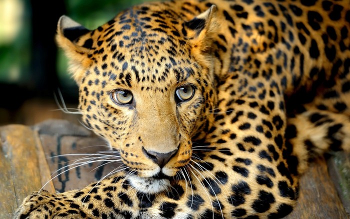 2880x1800 Leopard Face Predator Wallpaper Coolwallpapers me 