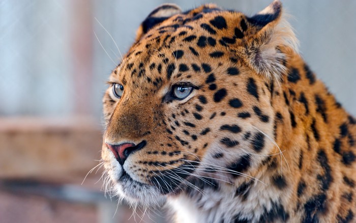 3840x2400 Leopard Face Spotted Predator Wallpaper Coolwallpapers me 
