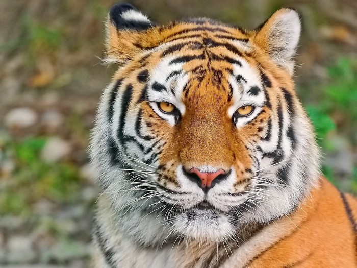 1920x1440 Tiger Face Eyes Aggression Predator Wallpaper 