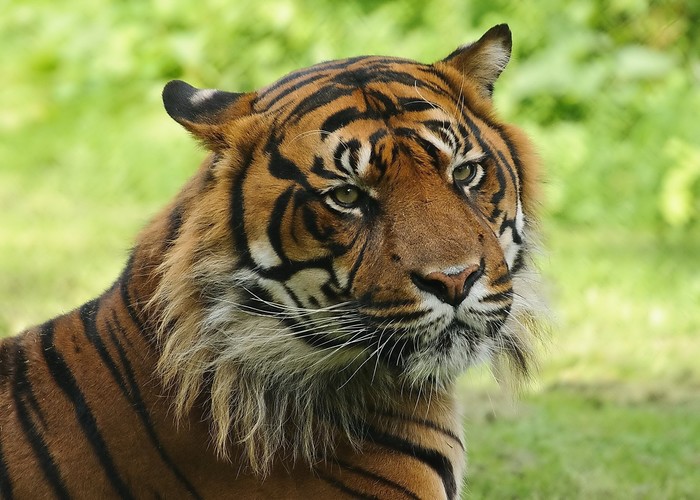 2560x1600 Tiger Grass Face Predator Wallpaper Coolwallpapers me 
