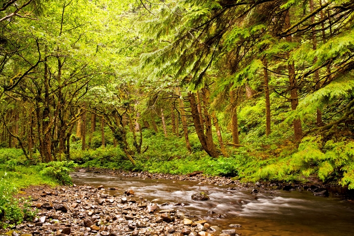 2048x1365 forest wallpaper free download - Coolwallpapers.me!