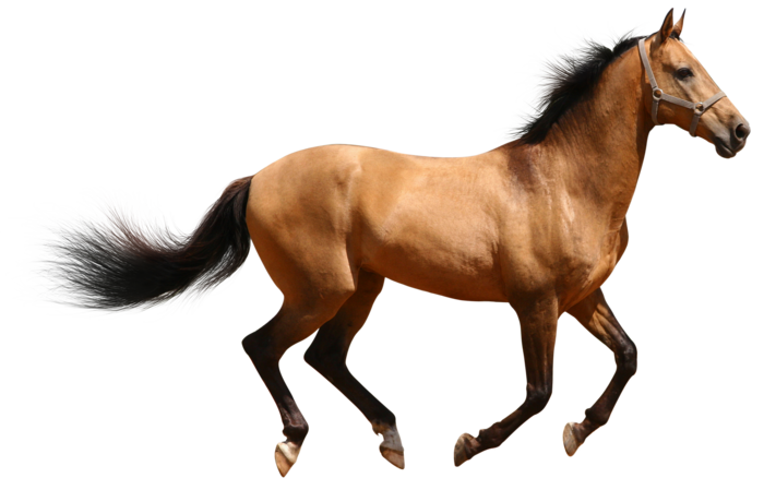 2048x1314 horse wallpaper free download - Coolwallpapers.me!
