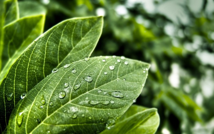 #5527830 / 1920x1200 leaves wallpaper for computer | Cool wallpapers