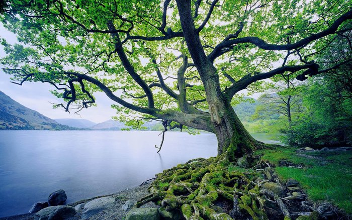 1920x1200 tree root wallpaper free hd widescreen - Coolwallpapers.me!